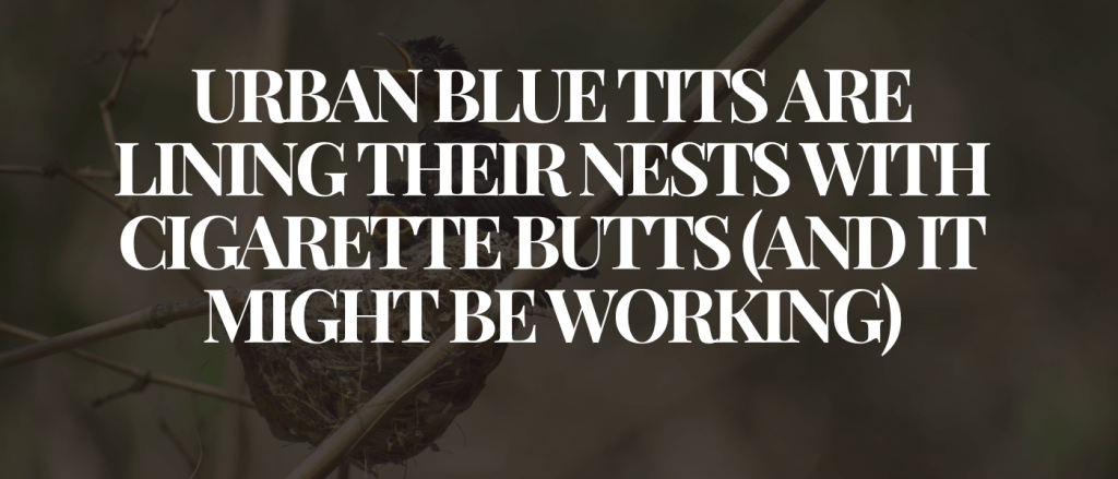Urban Blue Tits Are Lining Their Nests With Cigarette Butts (And It Might Be Working)