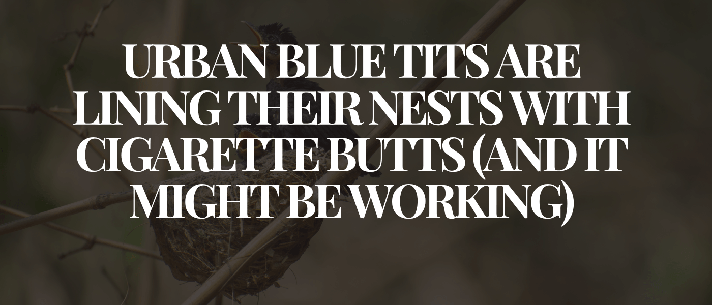 Urban Blue Tits Are Lining Their Nests With Cigarette Butts (And It Might Be Working)